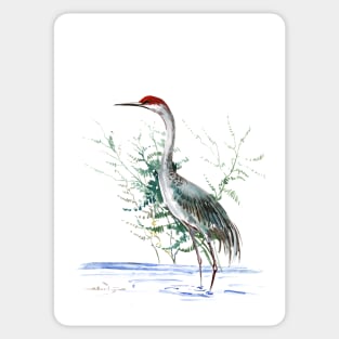 Sandhill Crane Sticker